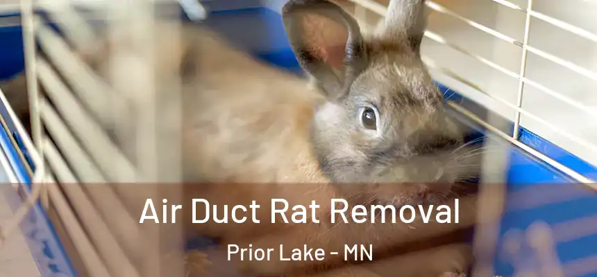 Air Duct Rat Removal Prior Lake - MN