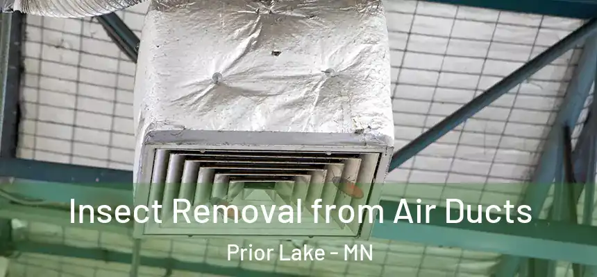  Insect Removal from Air Ducts Prior Lake - MN